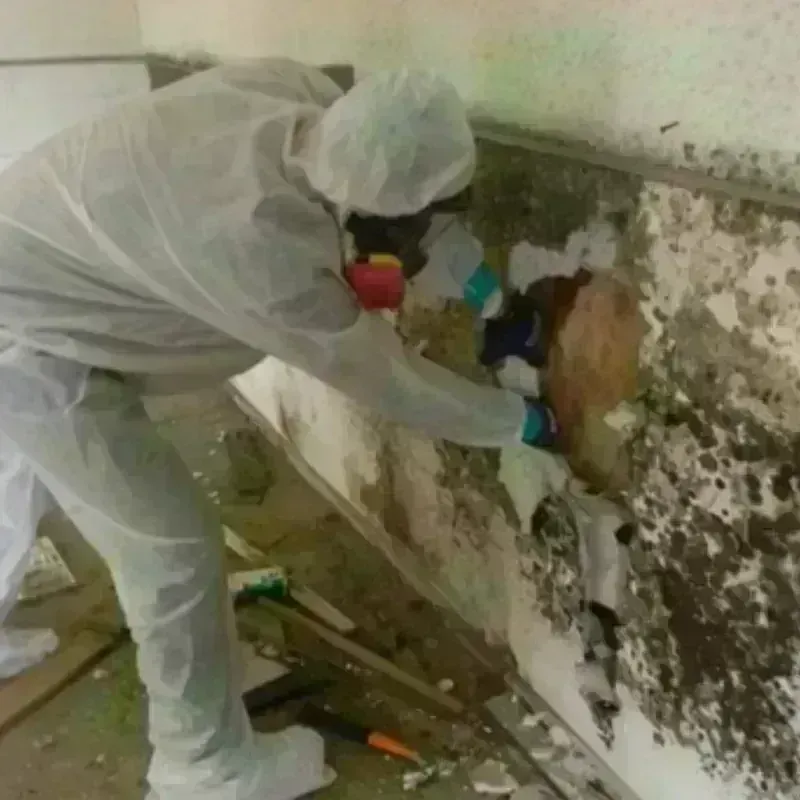 Mold Remediation and Removal in Carmi, IL